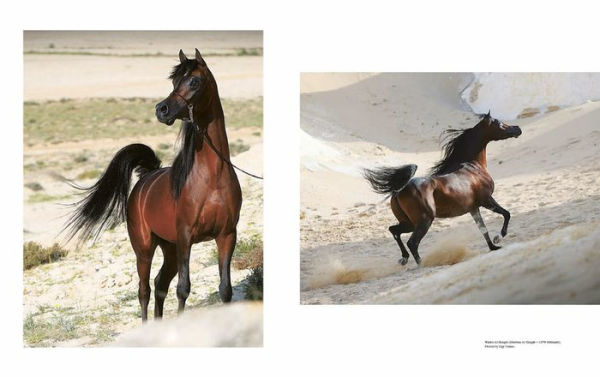 Barnes and Noble Al-Shaqab: The Legacy of Arabian Horses | Hamilton Place