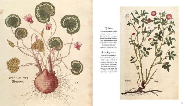 Botanical Art