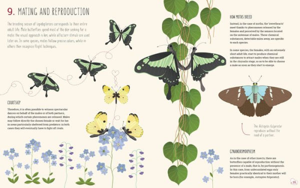 The World of Butterflies