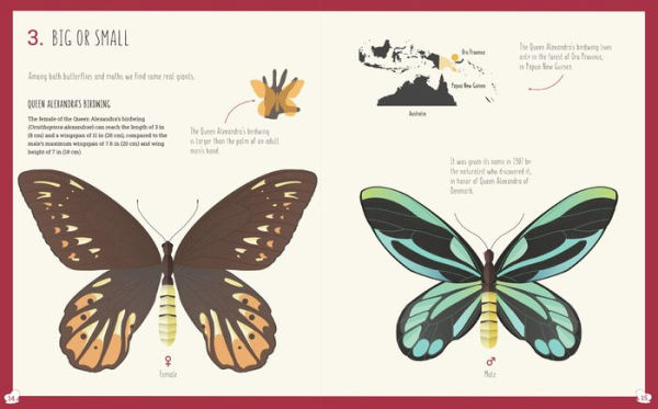 The World of Butterflies