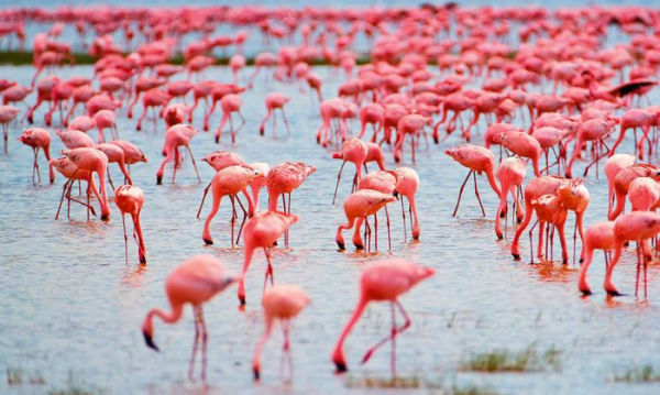 Africa: Discovering Wildlife Parks