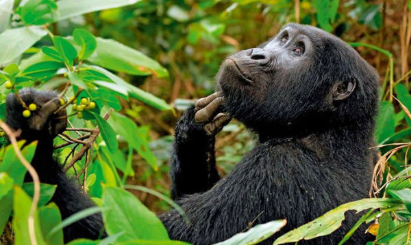 Africa: Discovering Wildlife Parks