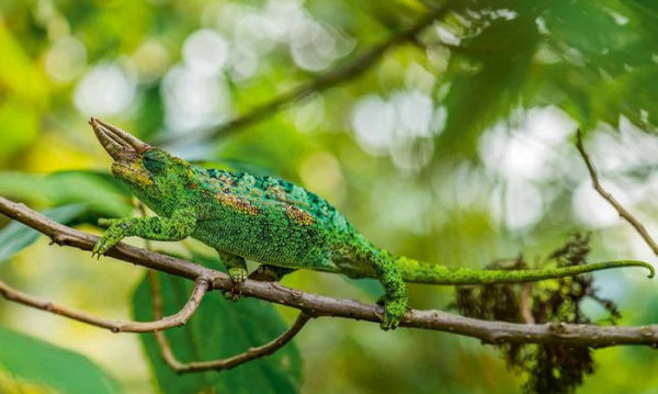 Africa: Discovering Wildlife Parks