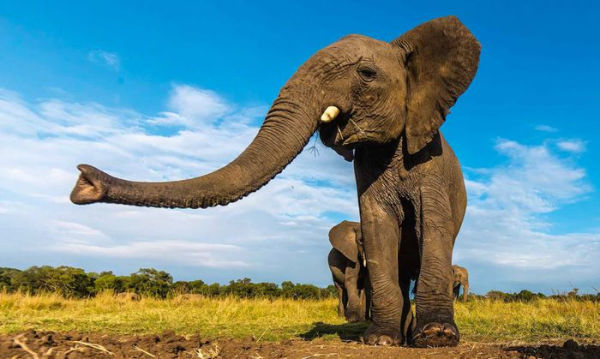 Africa: Discovering Wildlife Parks