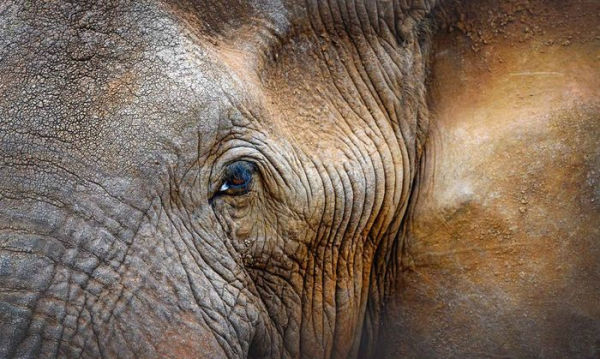 Africa: Discovering Wildlife Parks