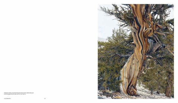 Mitch Epstein: American Nature
