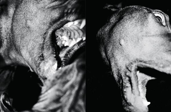 Jean Pigozzi: Charles and Saatchi: The Dogs