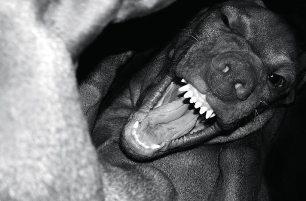 Jean Pigozzi: Charles and Saatchi: The Dogs