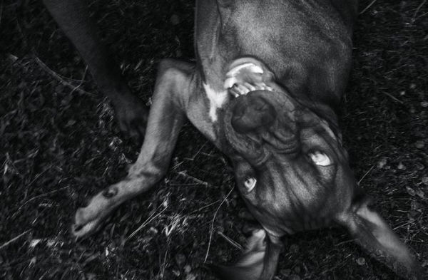 Jean Pigozzi: Charles and Saatchi: The Dogs