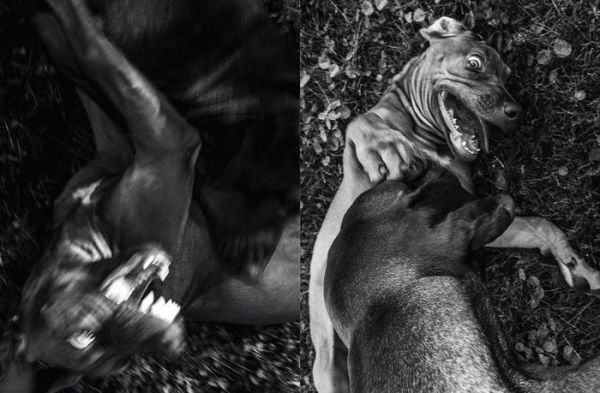 Jean Pigozzi: Charles and Saatchi: The Dogs