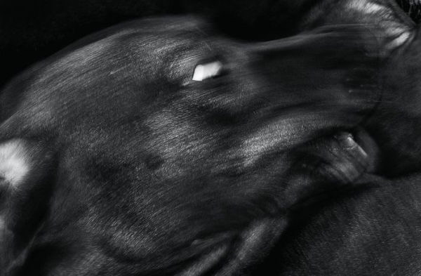 Jean Pigozzi: Charles and Saatchi: The Dogs
