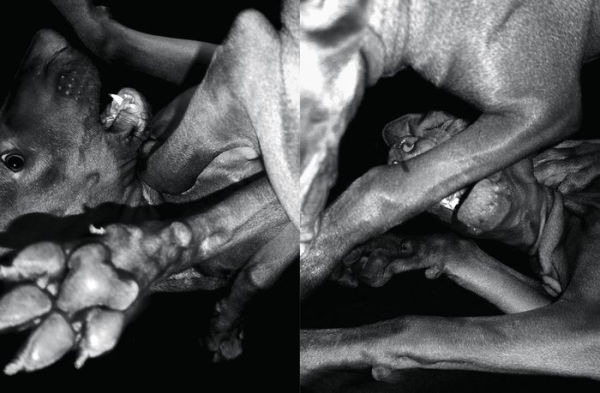 Jean Pigozzi: Charles and Saatchi: The Dogs