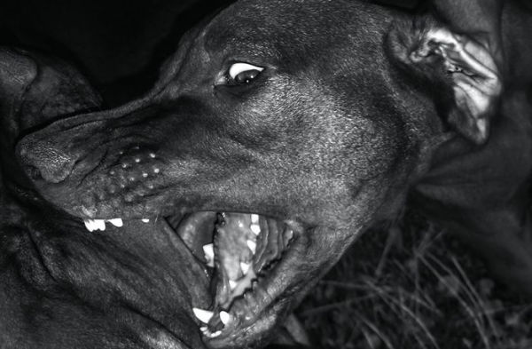 Jean Pigozzi: Charles and Saatchi: The Dogs