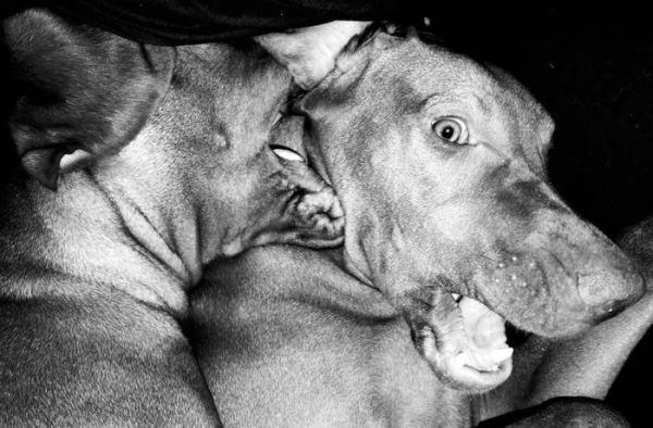 Jean Pigozzi: Charles and Saatchi: The Dogs