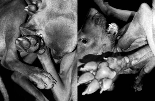 Jean Pigozzi: Charles and Saatchi: The Dogs