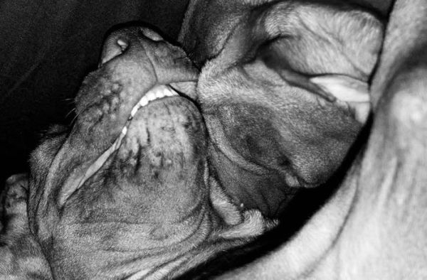 Jean Pigozzi: Charles and Saatchi: The Dogs