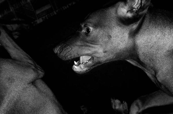 Jean Pigozzi: Charles and Saatchi: The Dogs