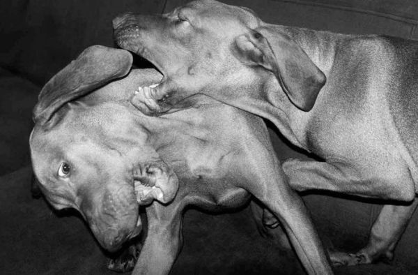 Jean Pigozzi: Charles and Saatchi: The Dogs