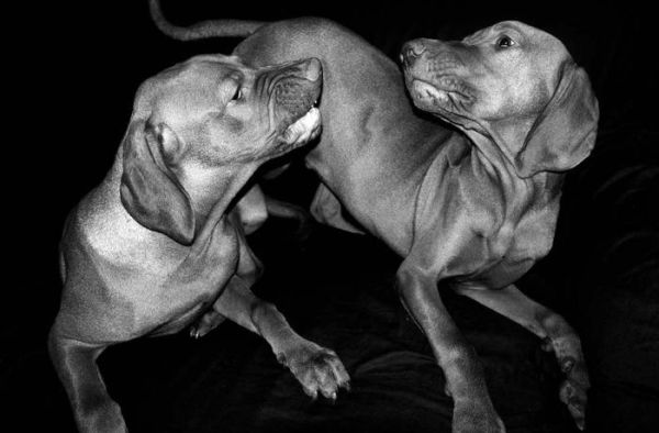 Jean Pigozzi: Charles and Saatchi: The Dogs