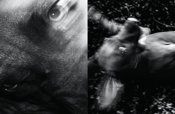 Jean Pigozzi: Charles and Saatchi: The Dogs