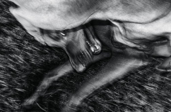 Jean Pigozzi: Charles and Saatchi: The Dogs