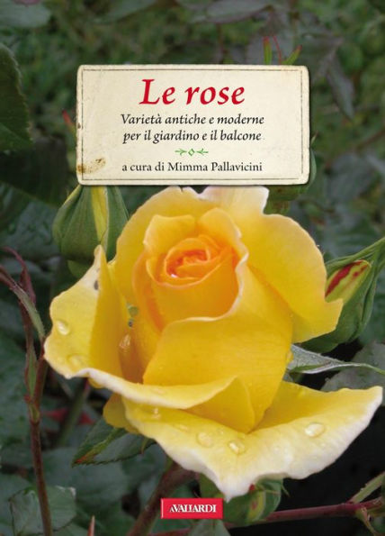 Le rose: Varietà antiche e moderne per il giardino e il balcone