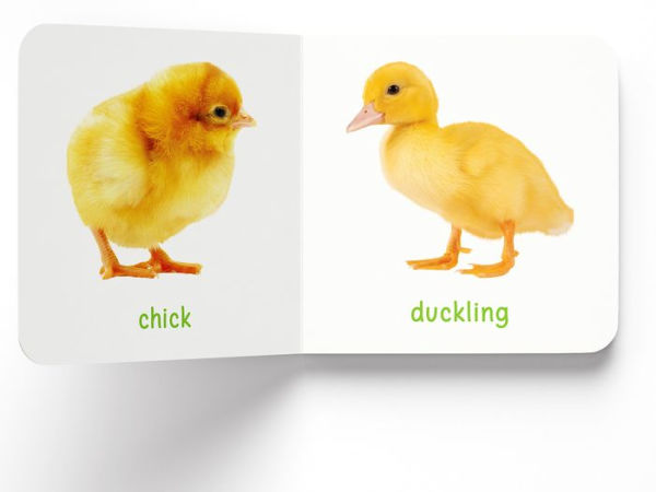 My First Book of Baby Animals