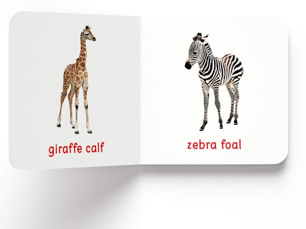 My First Book of Baby Animals