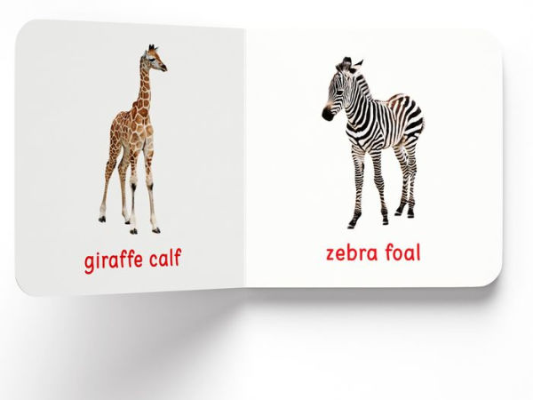 My First Book of Baby Animals