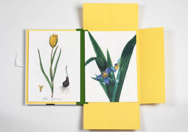 Flower Prints Art Portfolio