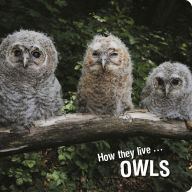 Title: How they live... Owls: Learn All There Is to Know About These Animals!, Author: David Withrington
