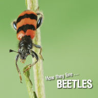 Title: How they live... Beetles: Learn All There Is to Know About These Animals!, Author: David Withrington