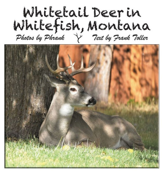 Whitetail Deer Whitefish, Montana