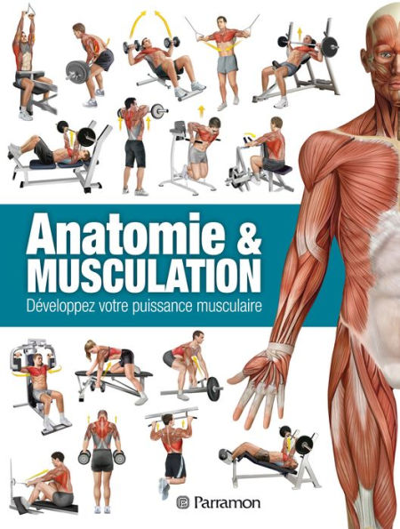 Anatomie & Musculation: Développez votre puissance musculaire