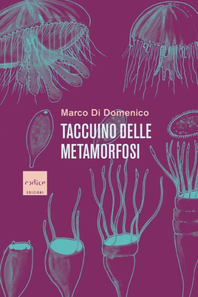 Taccuino delle metamorfosi