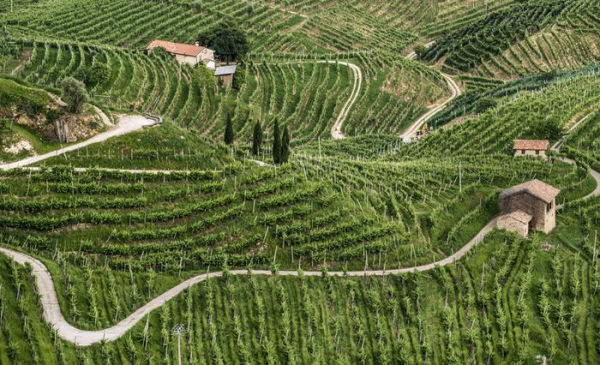 Caring for the Countryside: The Prosecco Hills of Conegliano and Valdobbiadene