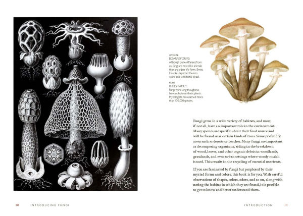 Fungi Decoded: Adventures in the Mycosphere--Encounters with Thirty Fungi