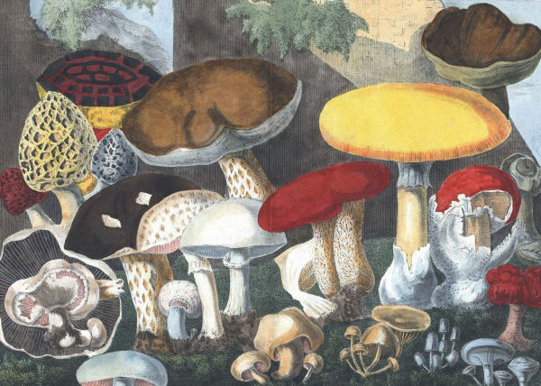 Fungi Decoded: Adventures in the Mycosphere--Encounters with Thirty Fungi