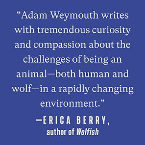 Lone Wolf: Walking the Line Between Civilization and Wildness