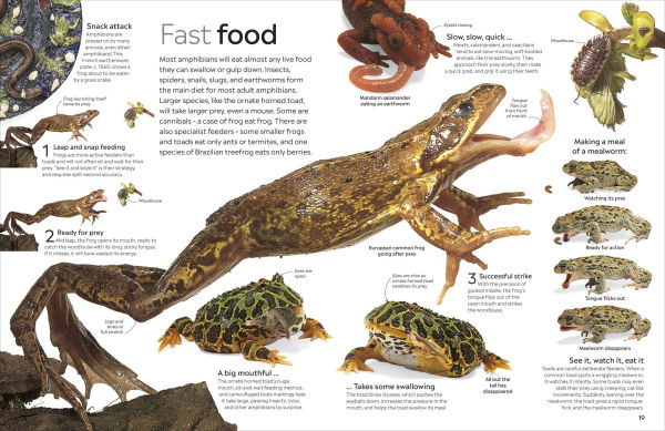 Eyewitness Amphibian