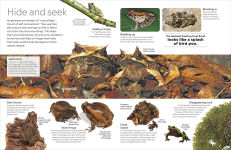 Alternative view 3 of Eyewitness Amphibian