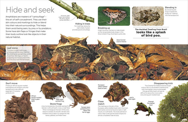 Eyewitness Amphibian