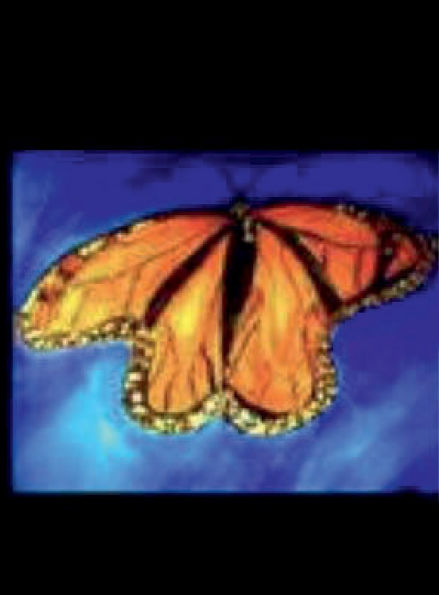 Monarch Butterfly Journal