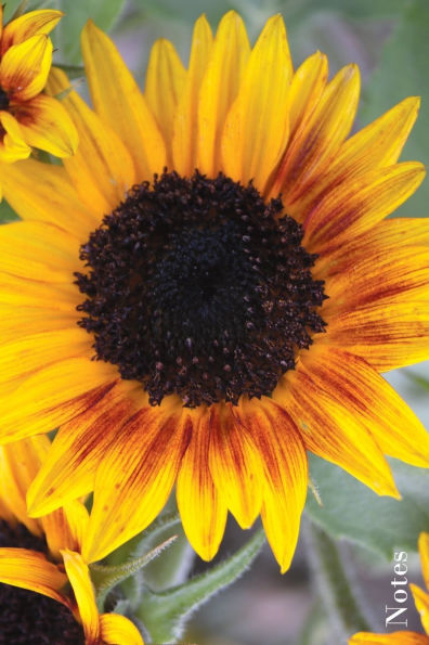 Sunflower Soft-bound Blank Notebook