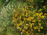 Title: Black Eyed Susan Field, Author: Nicole Spencer