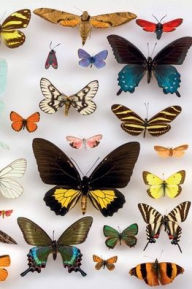 Title: BUTTERFLY JOURNAL: 6x9 blank lined journal : 200 pages, Author: Elytra Phylum