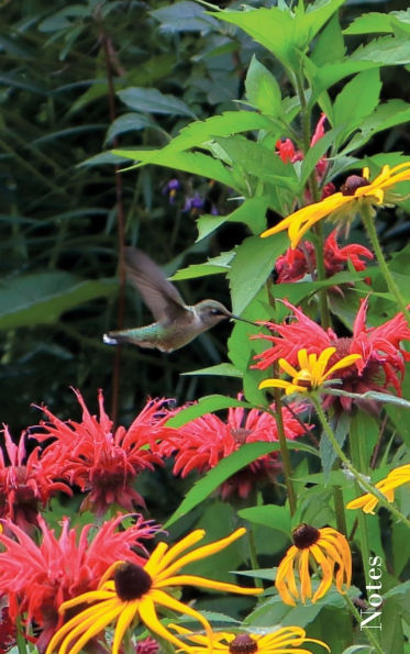 Hummingbird Hard-bound Blank Notebook