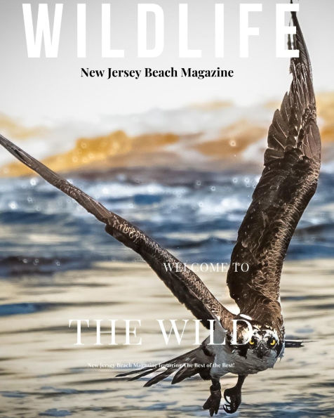 New Jersey Beach Magazine Wildlife 2024: New Jersey Wildlife