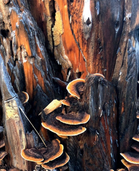 Beach Rotted Beauty