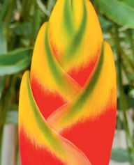 Title: False Bird Of Paradise, Author: Matthew Mark Nichols